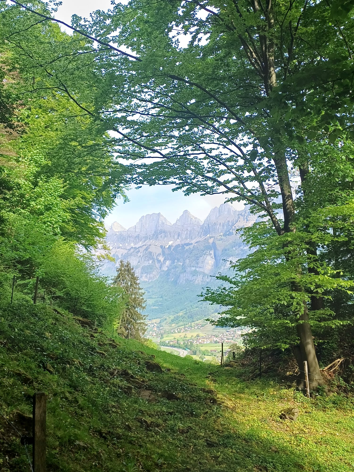 Sonnendurchfluteter Waldweg im Morgenlicht